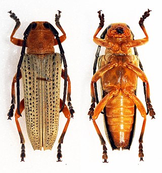 <i>Stibara tricolor</i> Species of beetle