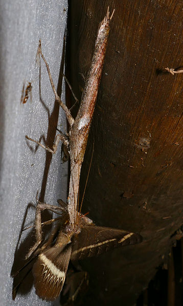 File:Stick Mantis (Popa spurca spurca) eating a Cream-striped Owl Moth (Cyligramma latona) (17314242195).jpg