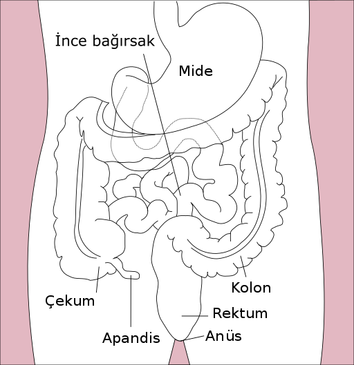 File:Stomach colon rectum diagram-tr.svg
