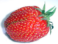 Strawberry gariguette DSC03063.JPG