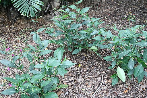 琉球藍（学名：Strobilanthes cusia）（キツネノマゴ科）Strobilanthes flaccidifolia 3zz