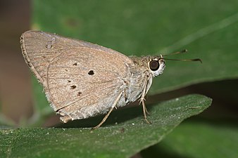 Suastus gremius-Kadavoor-2016-03-26-001.jpg