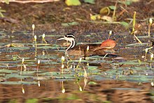 Sungrebe (Heliornis fulica) (7222522808) .jpg