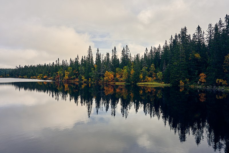 File:Svartdalstjerna Lakes Primeval Forest Nature Reserve of the Totenaasen Hills in Norway 58.jpg