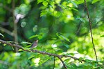 Thumbnail for File:Swainson's thrush (17461029890).jpg