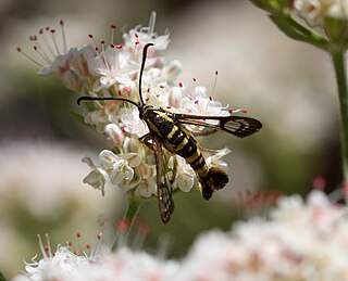 <i>Synanthedon resplendens</i> North American clearwing moth