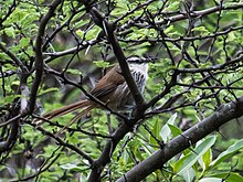 Synallaxis hypochondriaca - Ұлы Spinetail.jpg