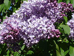 Syringa Vulgaris