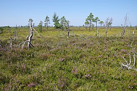 Tänavjärve raba