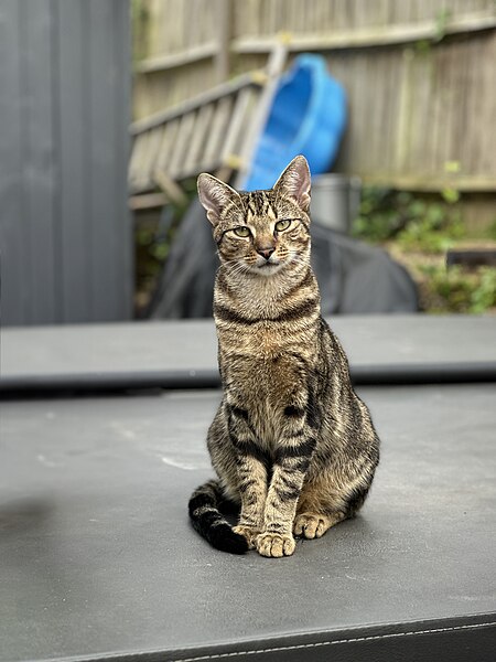 File:Tabby Cat on Hot Tub Cover.jpg