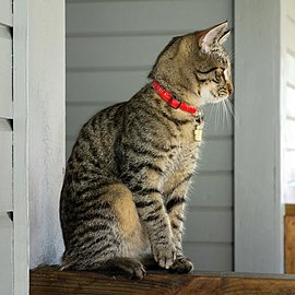 Tabby kitten in Brastad