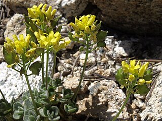 <i>Draba asterophora</i> Species of flowering plant