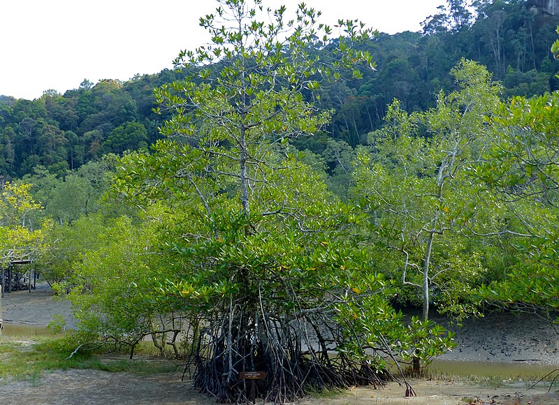 File:Tall-stilt Mangrove (Rhizophora apiculata) (15746830641).jpg