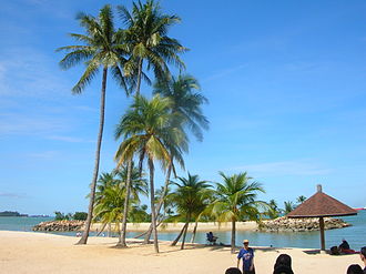 Palm trees sway in sunny Tanjong Beach. Tanjong-beach-palm-tree-Sentosa.JPG