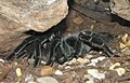 Brazilian Salman Tarantula (Lasiodora parahybana)