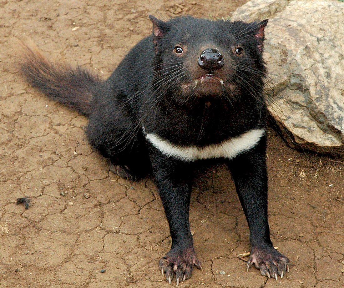 List of mammals of Tasmania