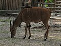 Taurotragus.oryx-02-Krakow.jpg