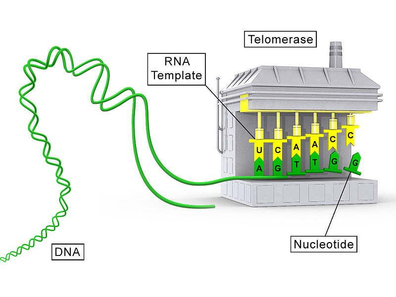 File:Telomerase illustration.jpg