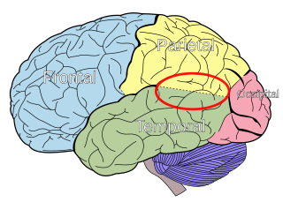 <span class="mw-page-title-main">Temporoparietal junction</span> Area of the brain where the temporal and parietal lobes meet