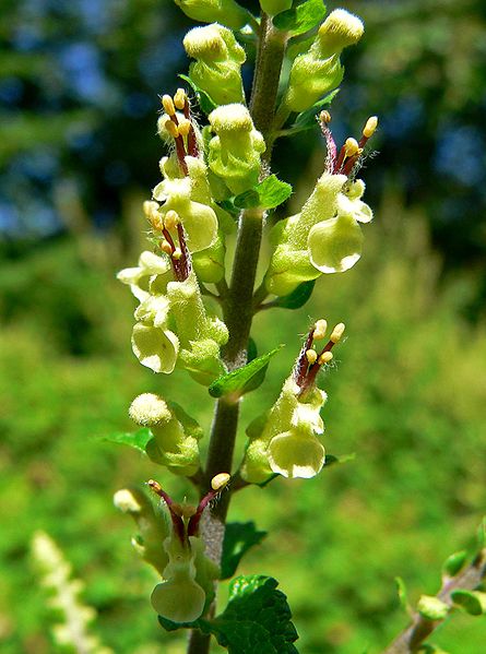 File:Teucrium scorodonia Crispum 2.jpg