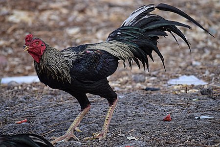 Thai Game chicken - rooster