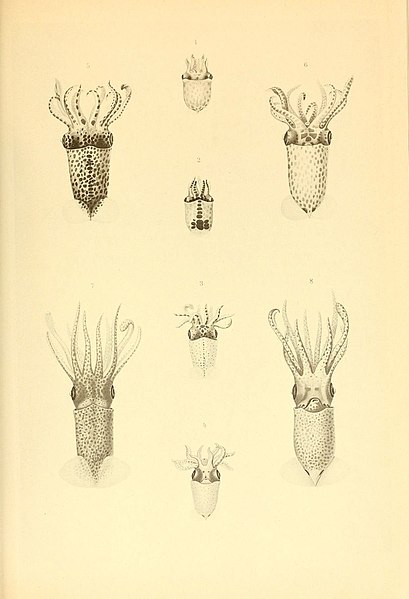 File:The Cephalopoda (Plate XXII) (6140275752).jpg