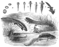 Thumbnail for File:The Natural History of Selborne, and the Naturalist's Calendar - Metamorphoses of Newt.png