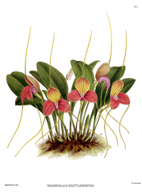 plate 5 Masdevallia shuttleworthii Masdevallia caudata