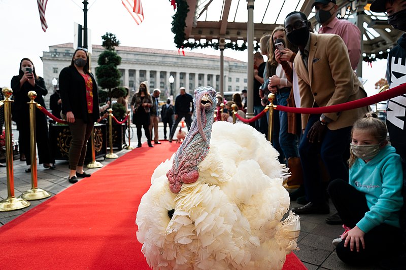 File:The Presidential Turkeys Arrive in D.C.! (50635411246).jpg