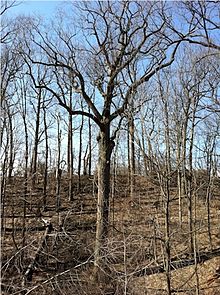 The Queens Giant measures 133.8 feet (40.8 m) tall and is probably the oldest living thing in the New York metropolitan area.