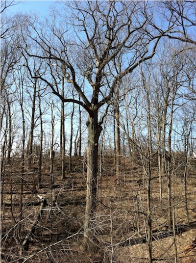 The Queens Giant measures 133.8 feet (40.8 m) tall and is probably the oldest living thing in the New York metropolitan area.