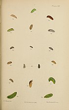 Figs 1, 1a, 1b larva after last moult, from holly 1c, 1d larva after last moult, from ivy 1e pupa from holly The larvae of the British butterflies and moths BHL41107829.jpg