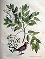 The natural history of Carolina, Florida, and the Bahama Islands, 1754 Turtur minimus guttatus. Zanthoxylum Spinosum Lentisci ... - The Grown Dove (19740431845).jpg