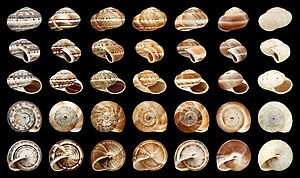Theba geminata моллюскну раковинасыны бояуларыны вариантлары