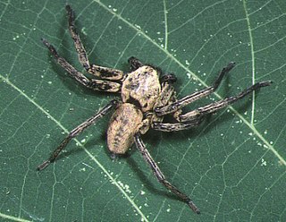 <i>Thelcticopis severa</i> Species of spider