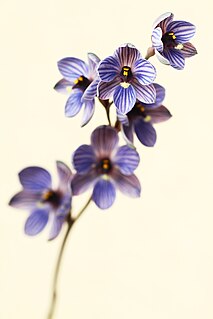 <i>Thelymitra campanulata</i> Species of orchid