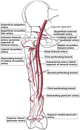 <span class="mw-page-title-main">Deep artery of the thigh</span> Large branch of the femoral artery that supplies the thigh