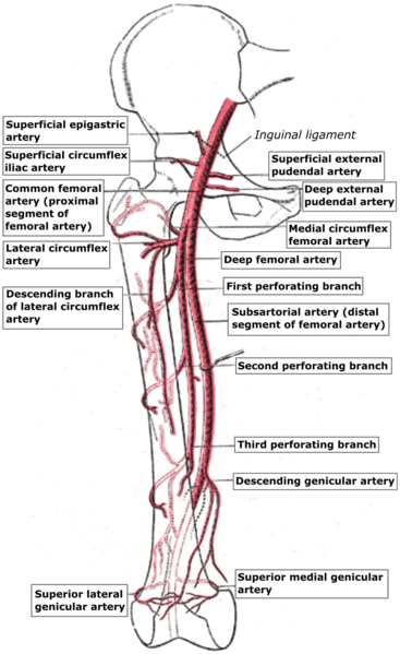 File:Thigh arteries.png