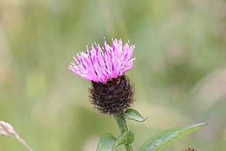 A thistle in Scotland in Balquhidder