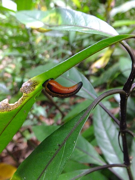 File:Tiger Leech hanging from a leaf in Borneo Malaysia.JPG