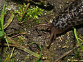 Limax maximus