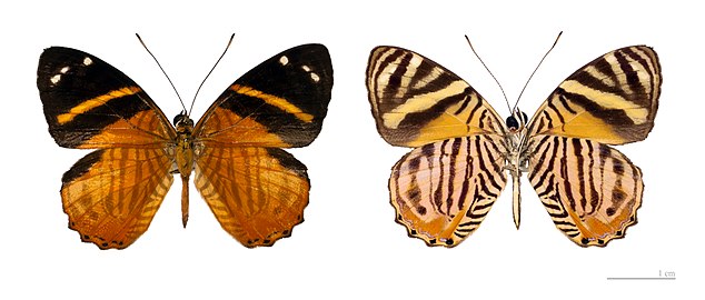 Museum specimen ♂ Both sides