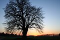 Tilia cordata