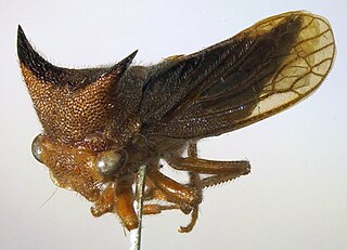 <i>Tolania</i> Genus of treehopper
