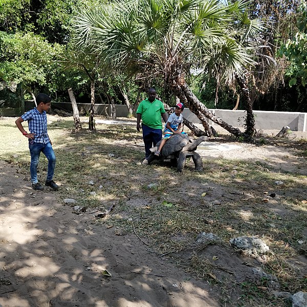 File:Tortoise in a zoo in Dar es salaam.jpg