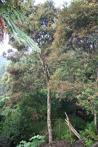 <i>Weinmannia sylvicola</i> Species of tree