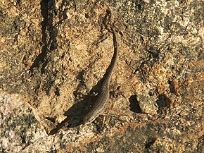 A Trachylepis variegata.jpg kép leírása.