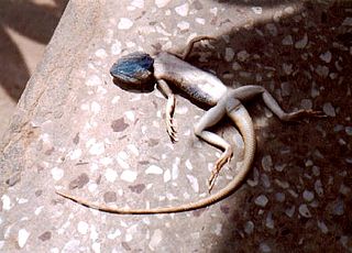 <span class="mw-page-title-main">Brilliant ground agama</span> Species of lizard