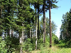 Miške augantys europiniai kėniai