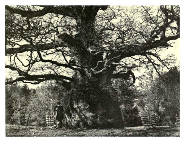 Plate 88: Billy Wilkin's Oak at Melbury